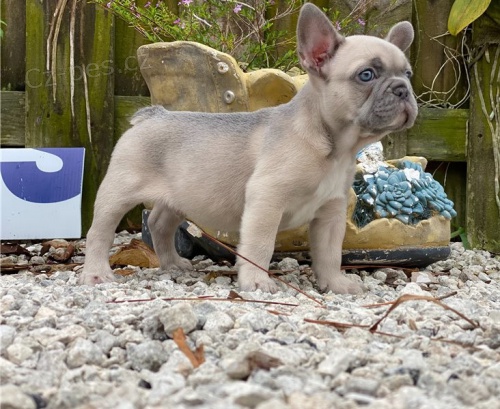 francouzský buldok štěňata francouzský buldok štěňata