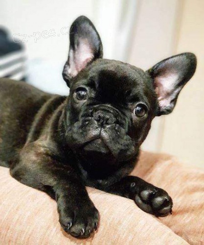 Francouzský buldoček Francouzský buldoček