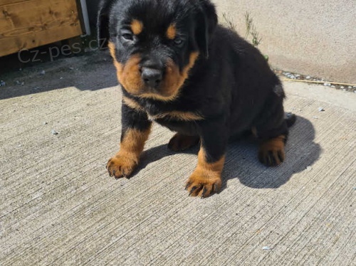 krásná štěňata rotvajlerů krásná štěňata rotvajlerů