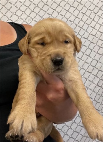 pěkné štěně zlatého retrívra pěkné štěně zlatého retrívra