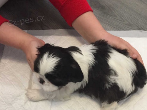 černé a bílé štěňata shih tzu černé a bílé štěňata shih tzu