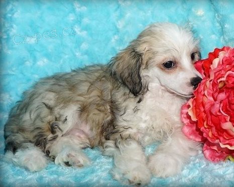 �t��ata ��nsk� chocholat� pes 