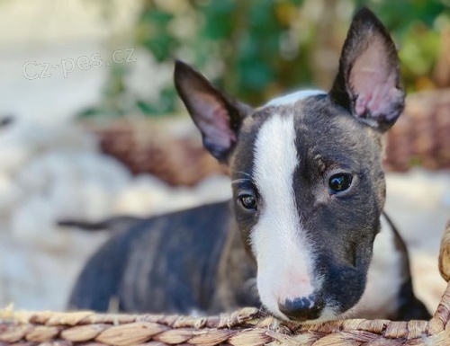 �t���tka BullTerrier