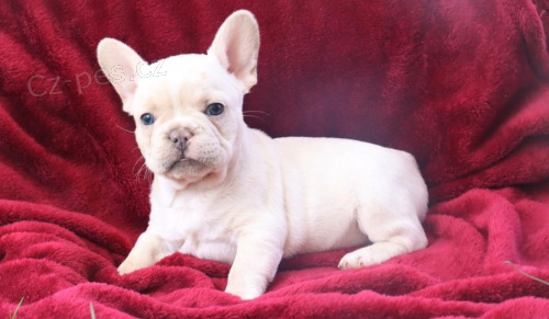 �t��ata Francouzsk� buldo�ek k dispozici