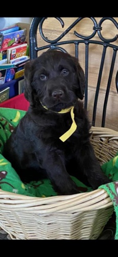 Zdravá štěňátka Labradoodle pro dobrý domov Zdravá štěňátka Labradoodle pro dobrý domov