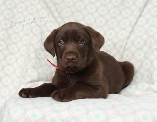 Štěňata labradorského retrívra k adopci Štěňata labradorského retrívra k adopci