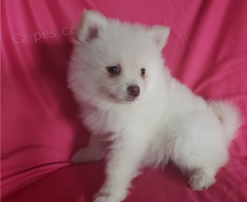 Roztomilý špicl štěňata Roztomilý špicl štěňata