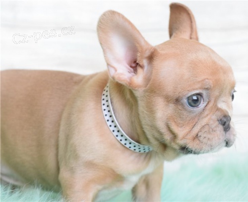 francouzský buldok štěňata francouzský buldok štěňata