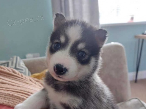 sibiřský husky štěňata sibiřský husky štěňata