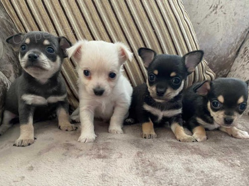 4 krásná ohromující čivava 4 krásná ohromující čivava