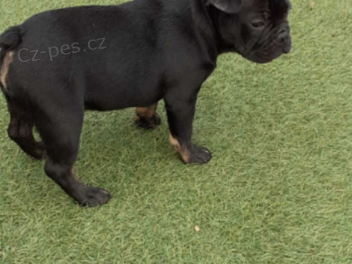 francouzský buldok štěňata francouzský buldok štěňata