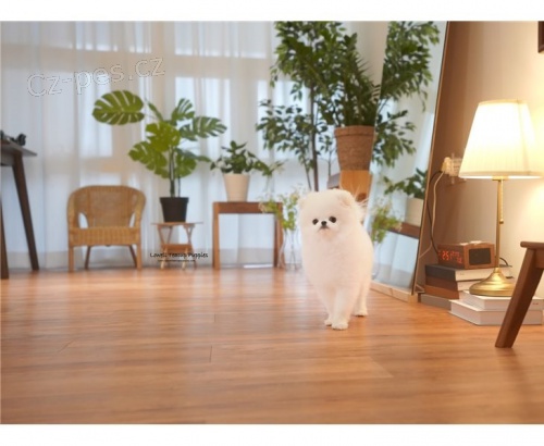 Mini Pomeranian Mini Pomeranian