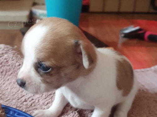 štěňata čivavy štěňata čivavy