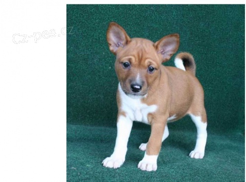 Fantastická štěňátka basenji Fantastická štěňátka basenji