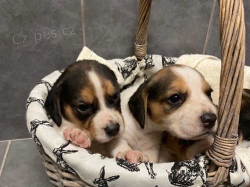 Zobrazit štěňata typu beagle Zobrazit štěňata typu beagle