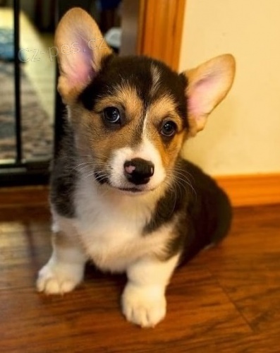 Na prodej je rozko�n� welsh corgi Pembroke.