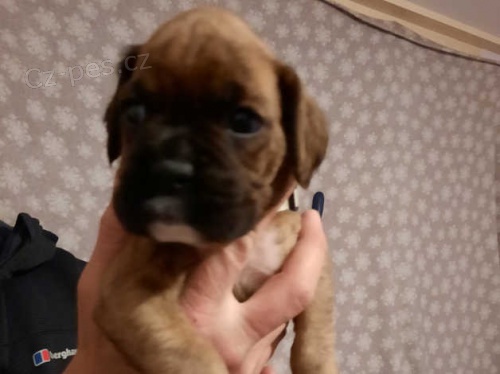 Roztomilý boxer štěňata Roztomilý boxer štěňata