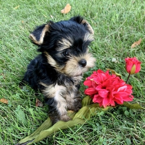 Jork��rsk� teri�r �t��ata na prodej.