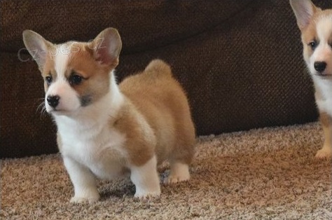 Pembroke welsh corgi štěňata Pembroke welsh corgi štěňata