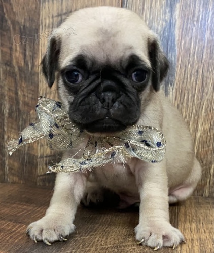 Kr�sn�, o�kovan� a od�erven� b�ov� �t���tka mops� na prodej.