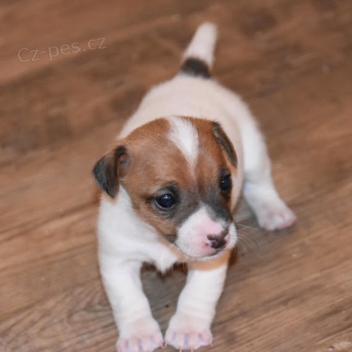 Krásná a rozkošná štěňátka Jack Russell na prodej. Krásná a rozkošná štěňátka Jack Russell na prodej.