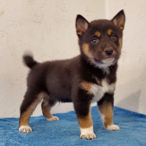 štěňata shiba inu na prodej štěňata shiba inu na prodej