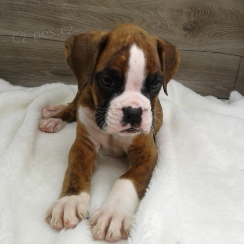 americký buldok štěňata na prodej. americký buldok štěňata na prodej.