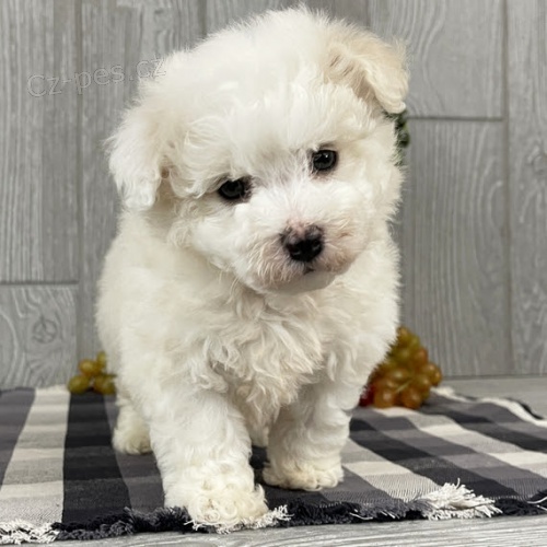 Štěňata Bichon frize jsou k dispozici a jsou nyní připravena k prodeji. Štěňata Bichon frize jsou k dispozici a jsou nyní připravena k prodeji.