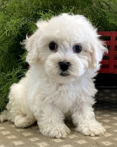 Bichon frize štěňata na prodej. Bichon frize štěňata na prodej.