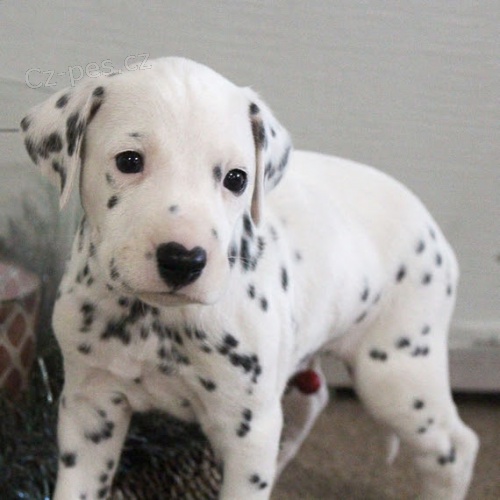 Dalmatsk� �t���tka na prodej
