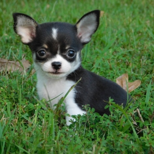 kr�sn� a o�kovan� �ivava mini