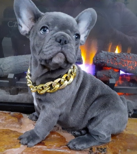 Francouzsk� buldo�ek �t��ata na prodej. Moje �t��ata jsou vychov�v�na v m�m dom� s ko�kami a jin�mi mal�mi zv��aty. Vy�kolil jsem je hygienicky a jsou velmi p��tel�t� a socializovan�.