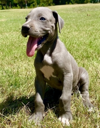 doga �t��ata na prodej