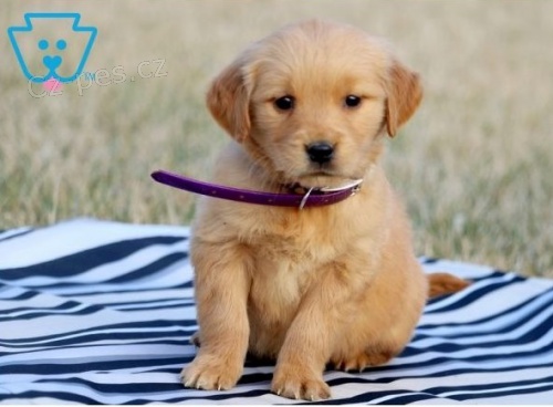 Zlatý retriever Zlatý retriever