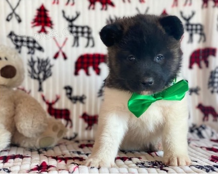Akita pupiees jsou připraveny k adopci Akita pupiees jsou připraveny k adopci