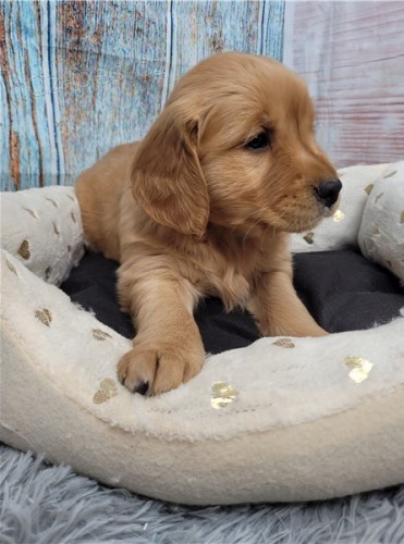 Zlatý retriever Zlatý retriever