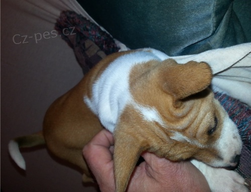 Basenji štěně hledá nový domov Basenji štěně hledá nový domov