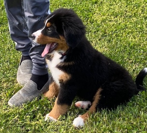 �t��ata bernsk�ho sala�nick�ho psa k dispozici