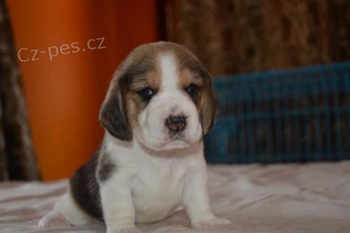 �pi�kov� v�stavn� kvalita "�t��ata beagle
