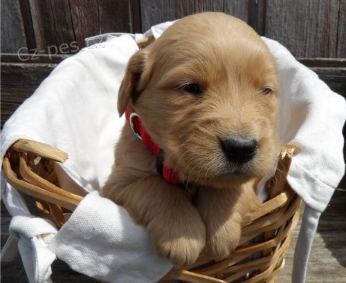 �t��ata zlat�ho retr�vra od K.V.