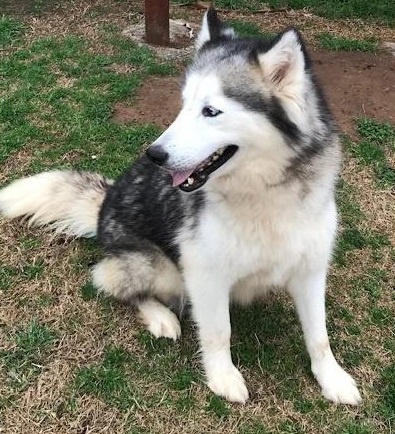 Sibi�sk� husky �t��ata k adopci