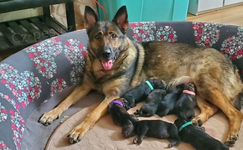 Připravená štěňata německého ovčáka připravena .... Připravená štěňata německého ovčáka připravena ....