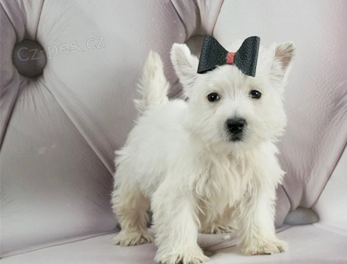 Hravá štěňata West Highland White Terrier připravena.   Hravá štěňata West Highland White Terrier připravena.
