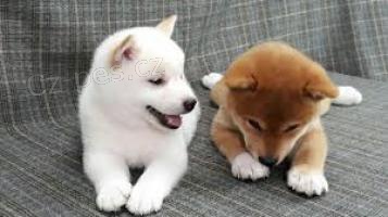 Zdrav� �t��ata shiba inu