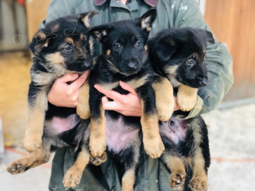 �t��ata n�meck�ho ov��ka p�ipravena