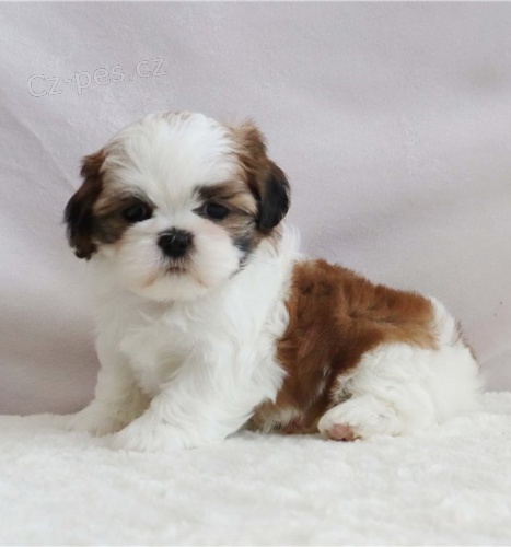 Vz�cn� �t��ata Shih Tzu pro kr�sn� domov.