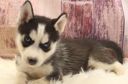 Vz�cn� �t��ata sibi�sk�ho husky pro kr�sn� domov.