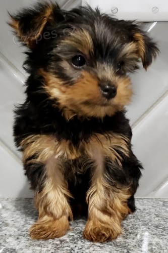 Rozko�n� a kr�sn� miniaturn� �t��ata york��rsk�ho teri�ra na prodej.