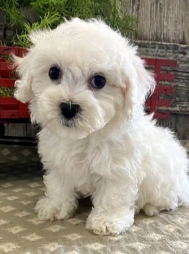 Bichon frize štěňata na prodej. Bichon frize štěňata na prodej.
