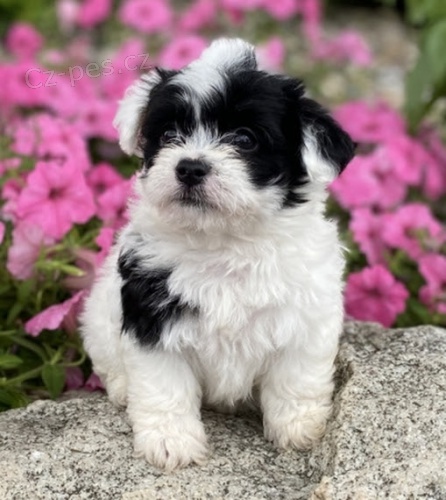Havanese �t��ata na prodej.